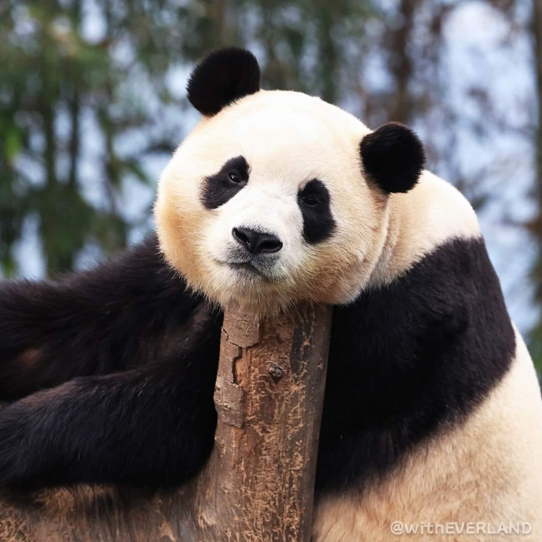 Nhiều fan thường ví Fubao giống như một siêu idol ở Hàn Quốc bởi bé có hẳn một hội fansite riêng chuyên cập nhật hình ảnh mỗi ngày.