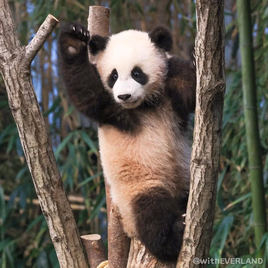 Không ngoa khi nói Fubao là một idol thực thụ khi những món liên quan đến chú gấu trúc này được fan săn lùng để mua ngay khi mở bán và cũng trong tình trạng "người mua thì nhiều nhưng số lượng giới hạn".