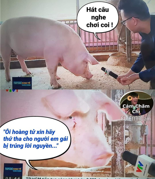 Không chỉ người, đến gia súc, gia cầm cũng nhiệt liệt theo trend. Thịt heo đang tăng giá chóng mặt thời điểm cận tết khiến chính chú heo "dính lời nguyền" cũng bất lực hát "Ôi hoàng tử".