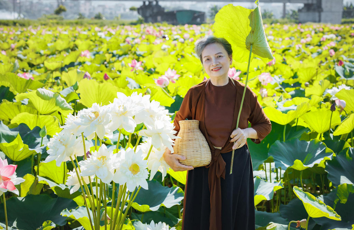 Mùa sen năm nay đang ở thời điểm bung nở đẹp. Dự kiến sen sẽ nở trong khoảng một vài tuần nữa.