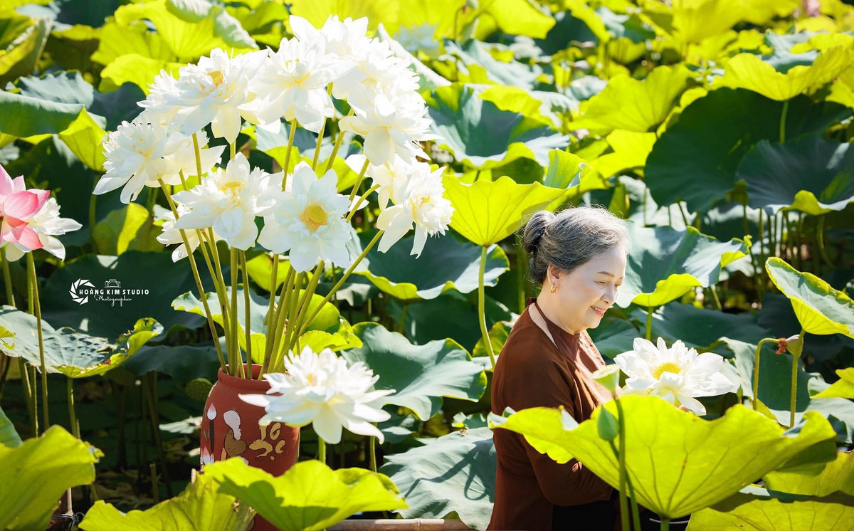 Đầm sen đang bung nở rất đẹp ở Chí Linh - Hải Dương.