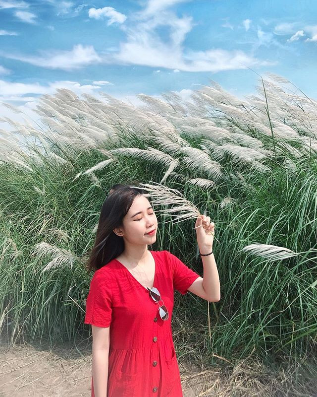 Tuy nhiên vẫn nên lựa chọn hôm nào nắng vàng, trời xanh và có gió đến bãi lau chụp ảnh để có được kết quả ưng ý nhất. Ảnh: ngoclitte18