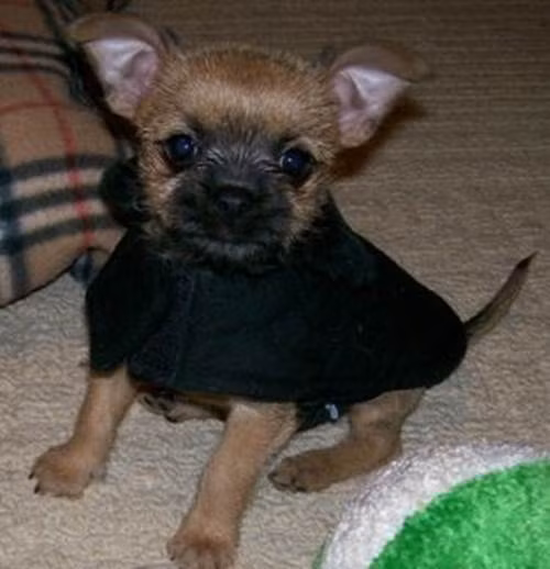 Giống chó Affenhuahua có trọng lượng trung bình khoảng 1,36kg, tối đa 2,7kg, được công nhận là giống chó bé nhất thế giới. Đây là giống chó lai giữa dòng Affenpinscher và Chihuahua purebreds. Chó Affenhuahuas là giống chó thân thiện, tuy nhiên được khuyến cáo không phù hợp để chơi với trẻ nhỏ.