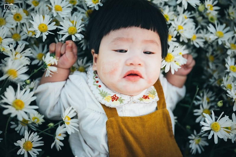 Chớm đông, dân tình đua nhau đi chụp ảnh check-in, diện áo dài thả dáng trong vườn cúc hoạ mi nở rộ. Trái ngược với hình ảnh các chị, các cô dịu dàng, mới đây bộ ảnh "em bé khóc thét" trong vườn cúc hoạ mi khiến cộng đồng mạng thích thú.