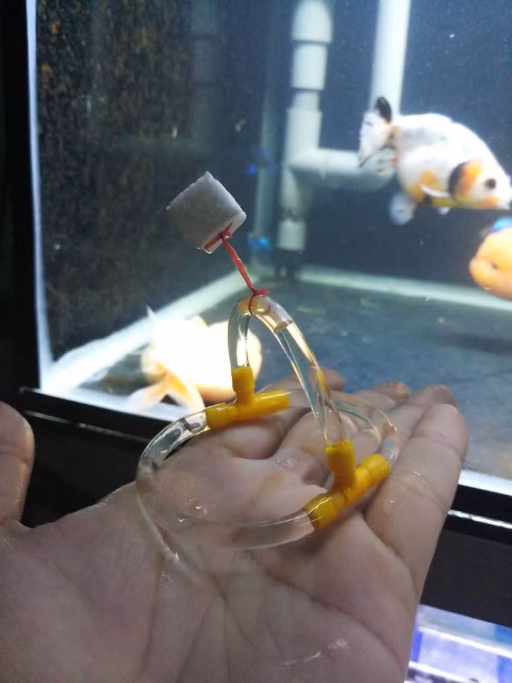 Cau chuyen chu ca “khuyet tat” khien dan mang phai tram tro than phuc-Hinh-3