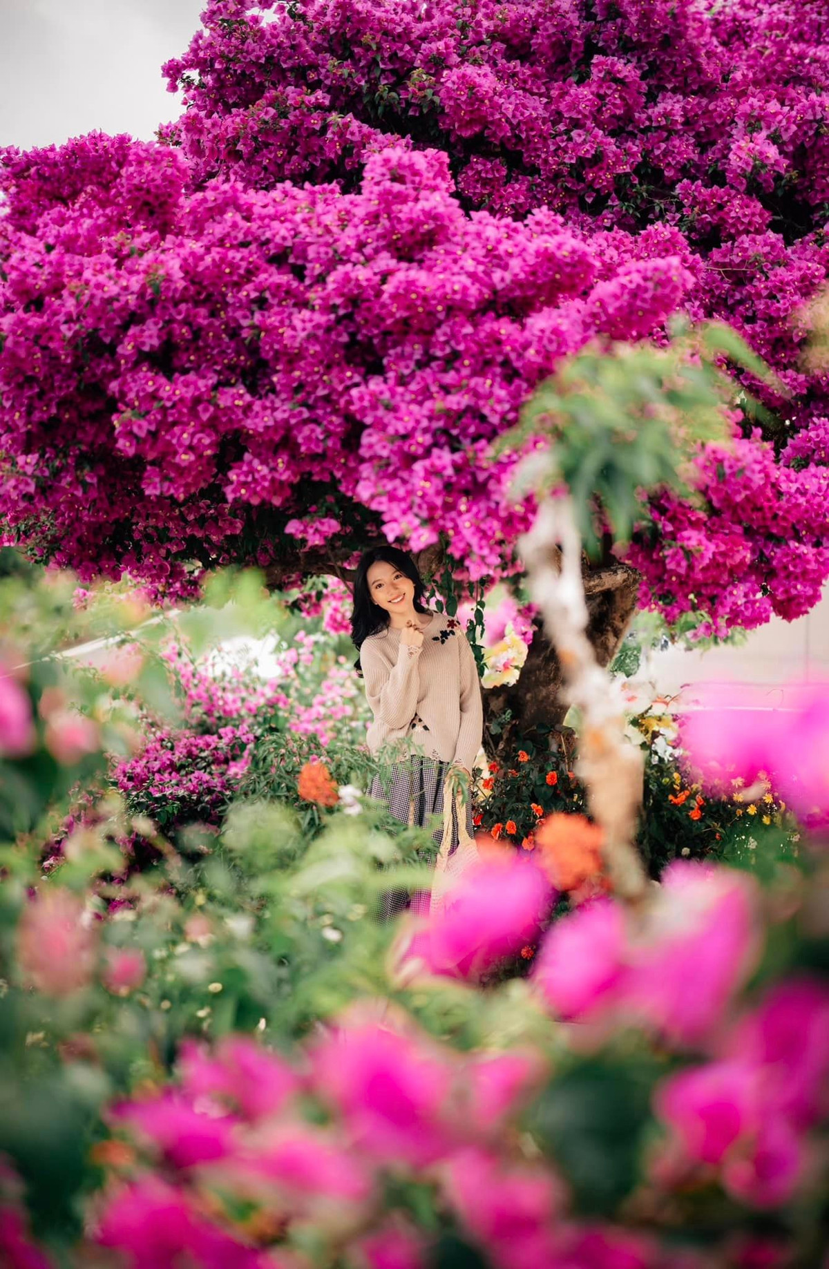 Điểm đặc biệt ở cây hoa giấy này là cây thuộc giống thân gỗ, khác các loại hoa giấy dây leo hay thường được trồng ven bờ rào, bám khung cửa.