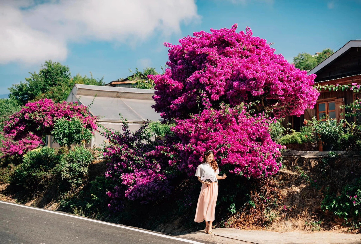 Người dân địa phương lẫn du khách mỗi khi đi qua đều phải dừng lại ngoái nhìn, chụp ảnh.