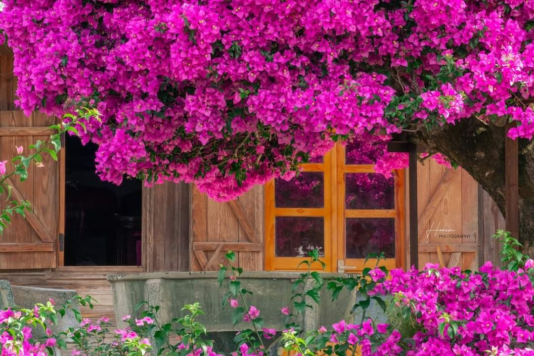 Tán cây giống như một mái vòm, tỏa đều ra bốn hướng. Khi những bông hoa bung nở, nhìn giống như một chiếc ô khổng lồ màu hồng đậm.