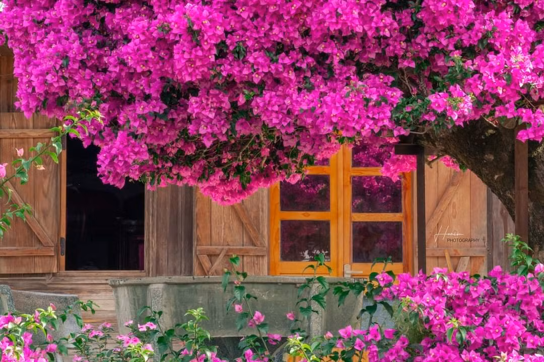 Tán cây giống như một mái vòm, tỏa đều ra bốn hướng. Khi những bông hoa bung nở, nhìn giống như một chiếc ô khổng lồ màu hồng đậm.