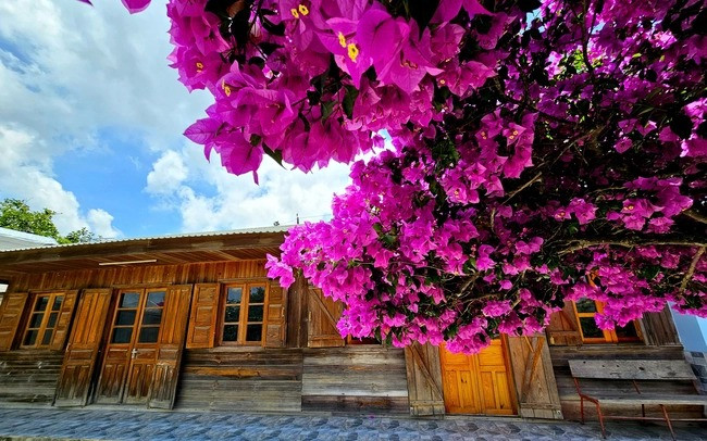 Hoa giấy ở đây nở từ những tháng hè, kéo dài đến độ cuối tháng 5, đầu tháng 6.