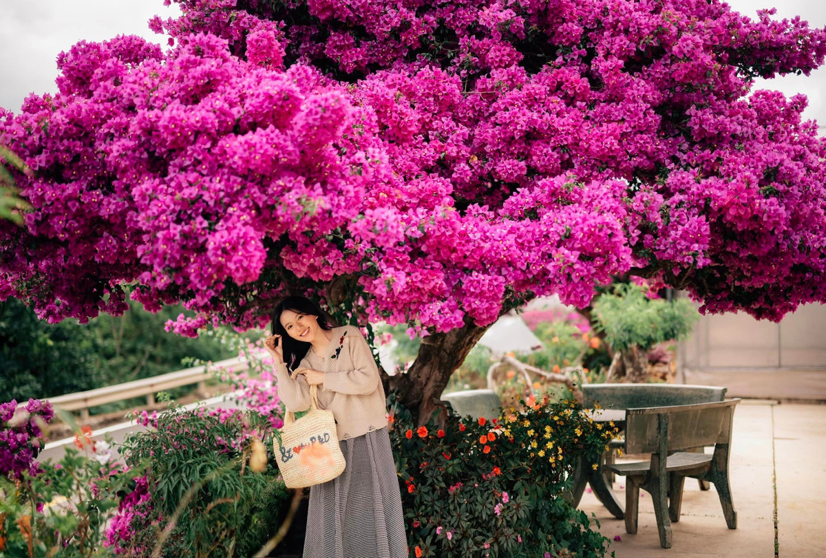 Hoa nở thành cụm lớn, gần như che hết phần lá, màu hoa rực rõ nổi bật giữa chất thơ của trời Đà Lạt.