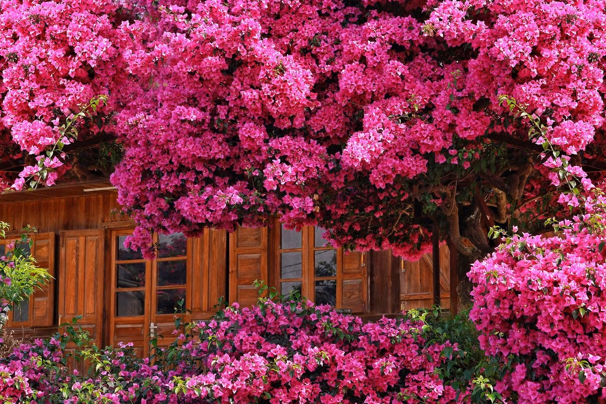 Để đến được khu vực cây hoa giấy này, từ trung tâm thành phố, du khách chạy xe khoảng 30km về phía đèo D'ran. Cây nằm trước hiên nhà, gần đường lớn nên dễ thấy.