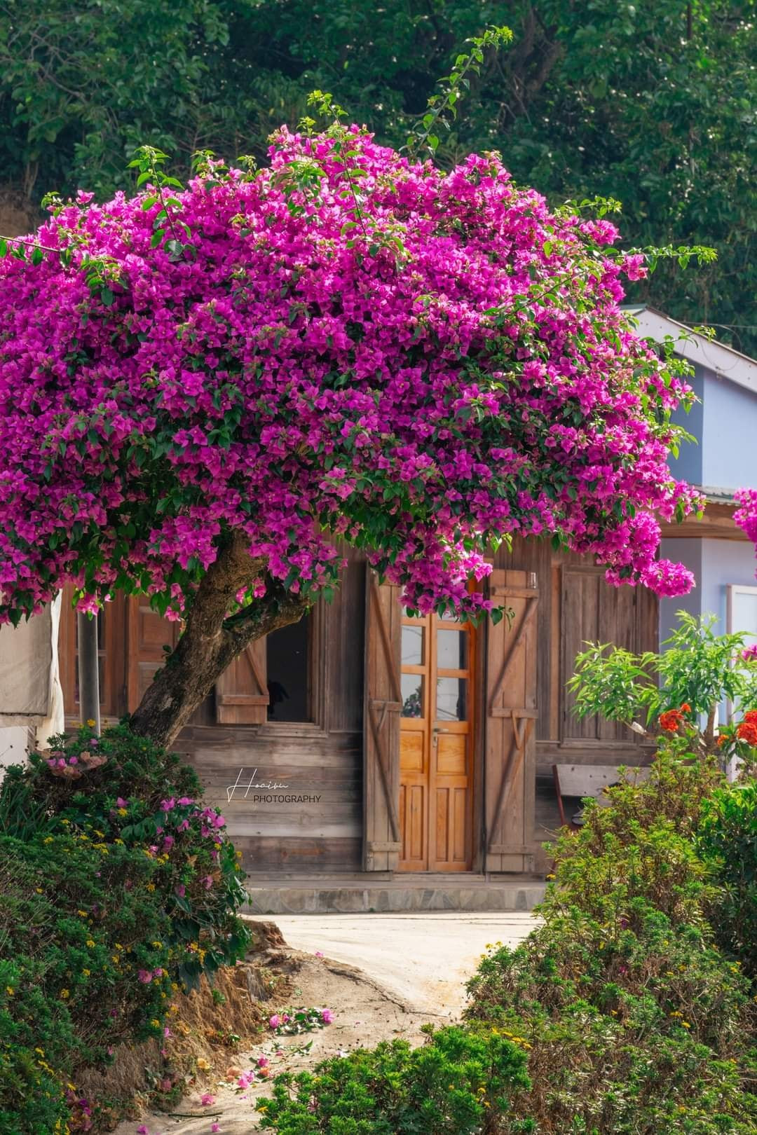 Ngôi nhà với cánh cửa gỗ phía sau cũng góp phần làm khung cảnh thêm chất thơ như những phân cảnh trong các bộ phim hoạt hình đồng quê xinh đẹp.