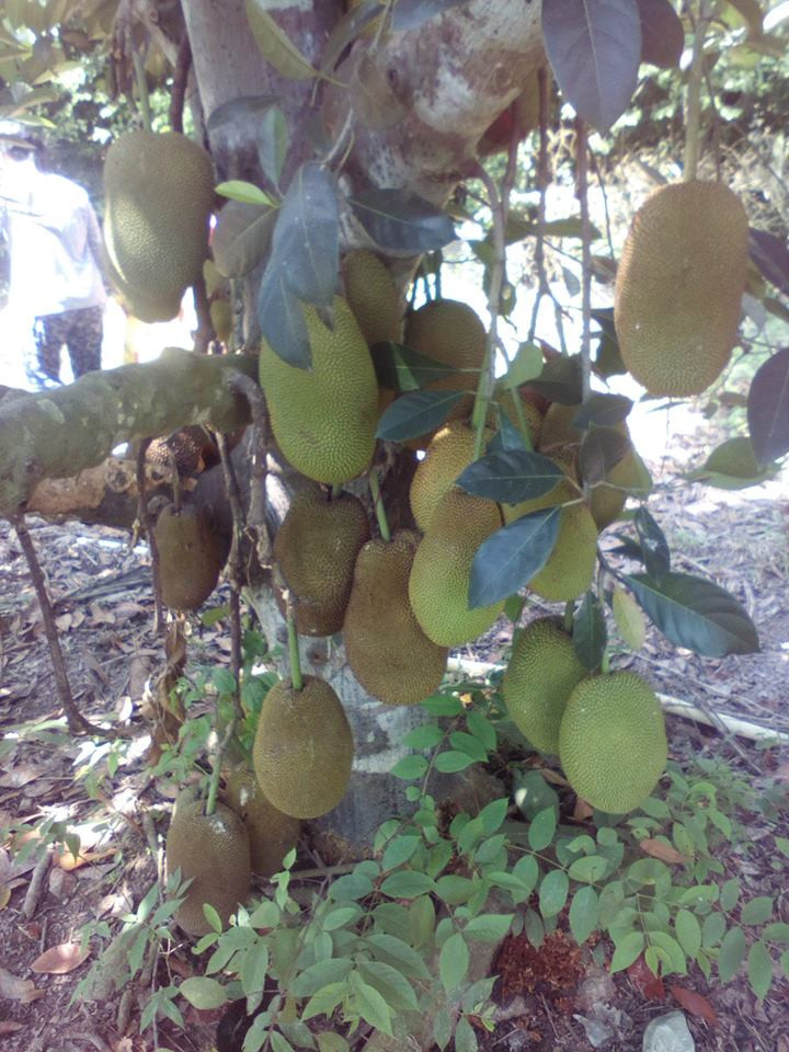 Một cây mít khác cũng "mắn" không kém.