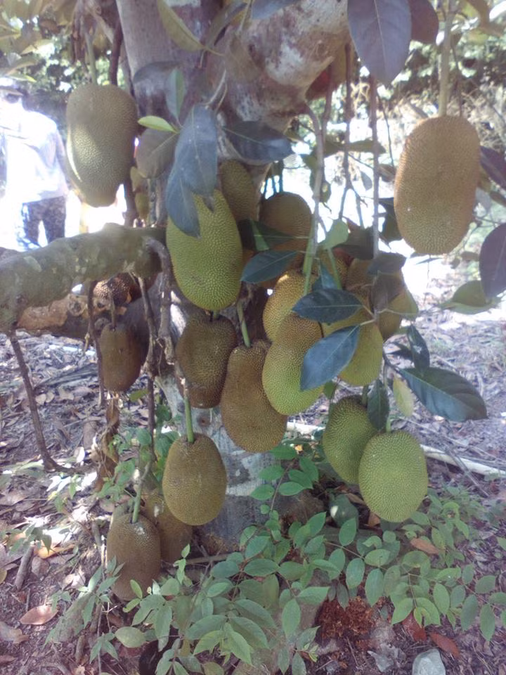 Một cây mít khác cũng "mắn" không kém.