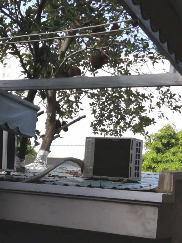 Tuy nhiên, nhiều người nghi ngại rằng nhứng quả mít được "sinh" ta bất thường này sẽ không ngon, hoặc chỉ toàn xơ bên trong, vì cây không đủ chất dinh dưỡng chăm sóc cho từng "đứa con" của nó.