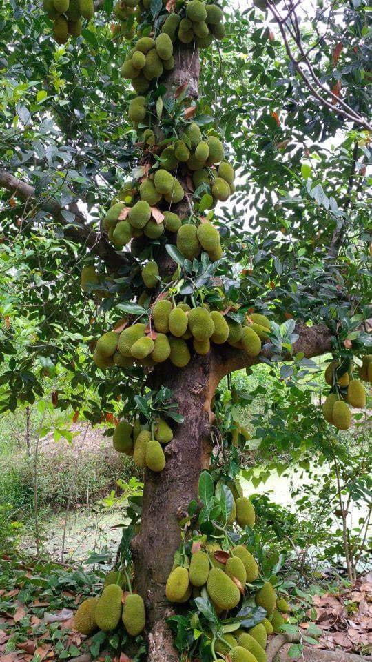 Tuỳ từng giống sẽ cho ra quả ngon hay không, nhưng phần lớn chúng đều cho ra quả được đánh giá là ăn khá ngon.