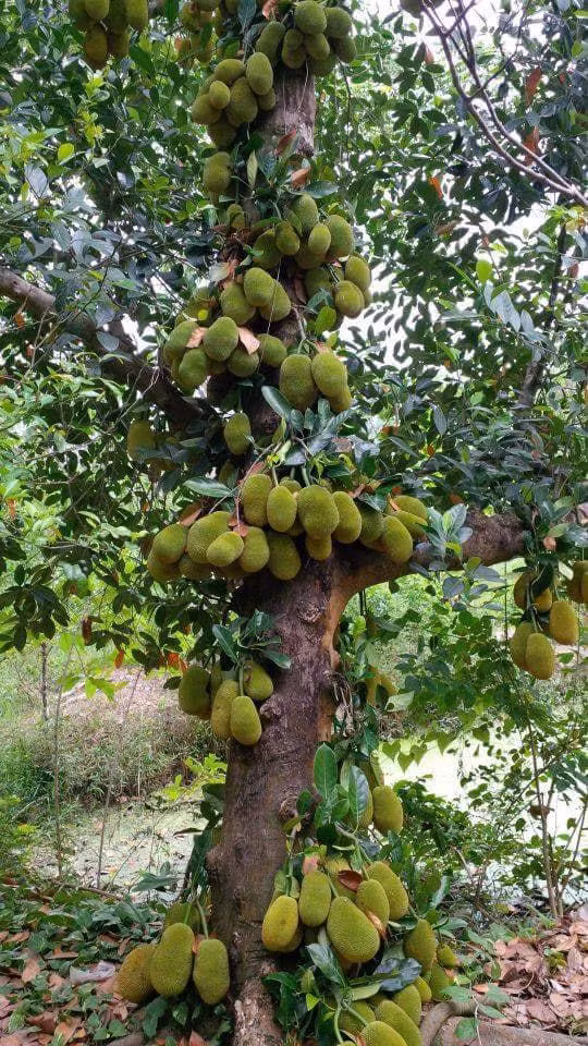 Tuỳ từng giống sẽ cho ra quả ngon hay không, nhưng phần lớn chúng đều cho ra quả được đánh giá là ăn khá ngon.