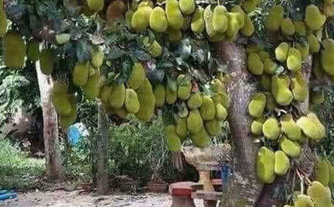 Mới đây, trên mạng xã hội chuyền tay nhau hình ảnh một cây mít "mắn đẻ" ra hàng trăm quả lạ đến khó tin.