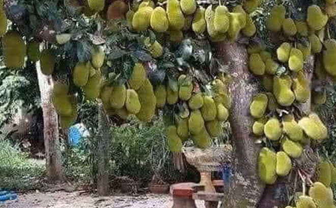 Mới đây, trên mạng xã hội chuyền tay nhau hình ảnh một cây mít "mắn đẻ" ra hàng trăm quả lạ đến khó tin.