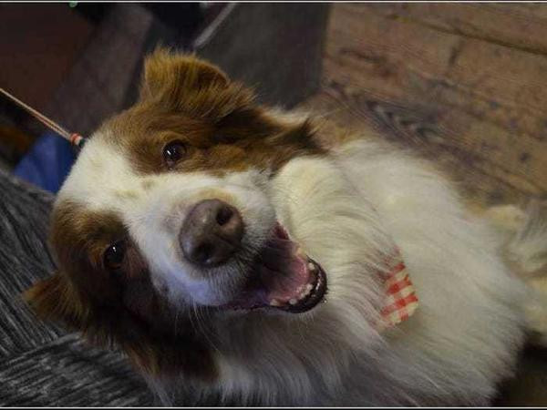 Lucy Lou đã chiến thắng trong cuộc bình chọn lấy tiền gây quỹ cải tiến thị trấn Rabbit Hash, bang Kentucky vào năm 2008. Mỗi người sẽ trả 1 USD (23 nghìn đồng) cho mỗi lượt bình chọn và không giới hạn số lần. Lucy Lou vì thế đã trở thành nữ thị trưởng đầu tiên của thị trấn Rabbit Hash. Lucy Lou thuộc giống Border Collie, cô chó này đã giữ chức thị trưởng từ 2008 đến 2016.