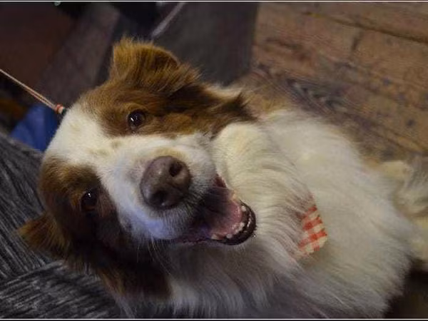 Lucy Lou đã chiến thắng trong cuộc bình chọn lấy tiền gây quỹ cải tiến thị trấn Rabbit Hash, bang Kentucky vào năm 2008. Mỗi người sẽ trả 1 USD (23 nghìn đồng) cho mỗi lượt bình chọn và không giới hạn số lần. Lucy Lou vì thế đã trở thành nữ thị trưởng đầu tiên của thị trấn Rabbit Hash. Lucy Lou thuộc giống Border Collie, cô chó này đã giữ chức thị trưởng từ 2008 đến 2016.