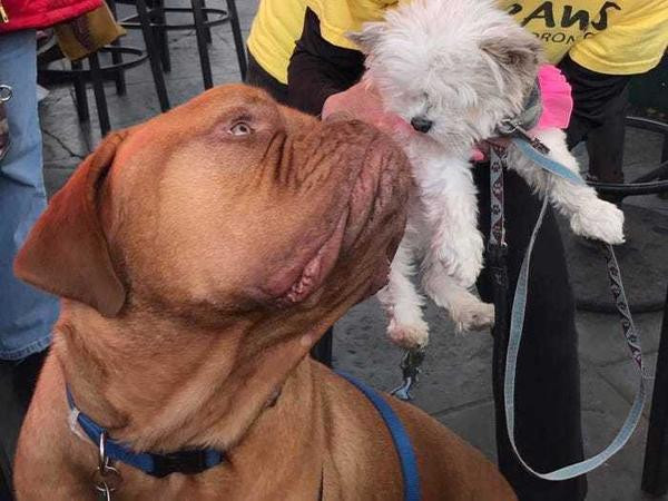 Vào năm 2018, chú chó Gus Hall được bầu làm thị trưởng của thị trấn Corado, bang California. Gus Hall đã giành được hơn một nửa trong số 20.000 phiếu bầu trong cuộc bầu cử đó.