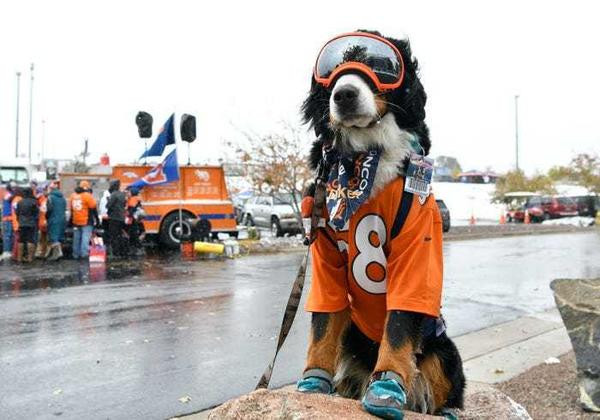 Parker là linh vật chính thức của Khu trượt tuyết Loveland nổi tiếng và đã chính thức nhậm chức thị trưởng danh dự của thị trấn Georgetown, bang Colorado vào ngày 11 tháng 2 năm 2019.