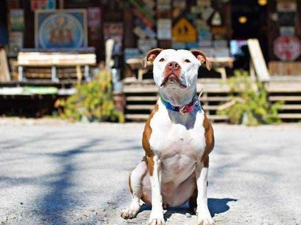 Đến năm 2016, một chú chó pit bull tên Brynneth Pawltro đã chiến thắng Lucy Lou và giành chức trị trưởng của thị trấn Rabbit Hash. Sau đó 2 năm, năm 2018, Lucy Lou thì qua đời.