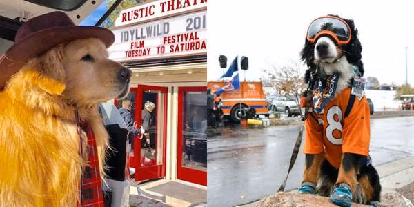 Không chỉ là người bầu bạn cho con người, các cún cưng ở một số thị trấn thuộc các bang như California, Minnesota, Colorado, Kentucky của Mỹ còn được bầu chọn để làm thị trưởng.