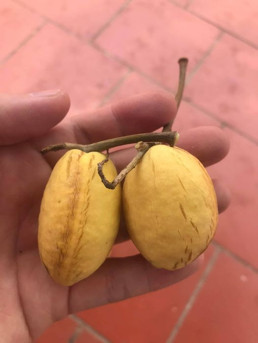 Có ai đã từng đạp quả bàng để lấy lõi ăn không?