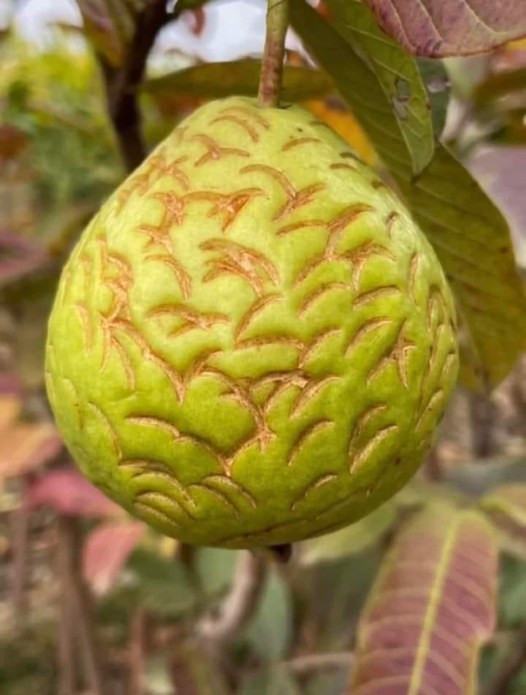 Quả ổi chưa muốn chín cũng phải chín.