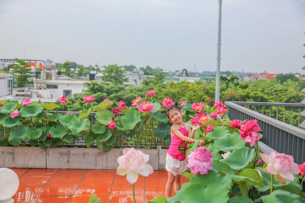 Đợt này đúng mùa sen nở, gia đình chị tranh thủ lên ngay sân thượng nhà mình tranh thủ làm vài tấm ảnh sống ảo, check-in.