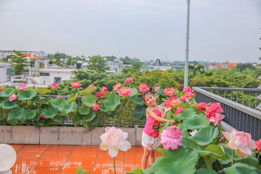 Đợt này đúng mùa sen nở, gia đình chị tranh thủ lên ngay sân thượng nhà mình tranh thủ làm vài tấm ảnh sống ảo, check-in.