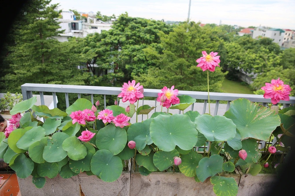 Có trên dưới 20 loại sen được chị Trang trồng trên sân thượng và ban công nhà mình, bao gồm cả các giống sen truyền thống lẫn sen ngoại. Các giống sen truyền thống gồm có Quan âm trắng, Quan âm hồng, Hoàng yến... Sen ngoại có nhiều giống màu đỏ như Bác trân hồng, Blood Drop, Red Flag, Red Phillips, Red Phoenix, Super Red, New Lanceolate... hoặc màu hồng xinh xắn như Jubawa, Supper Lotus, Phật âm, Pink Diamond, Pink Rose, Dragon Ball, Red Rosy, Vạn thọ hồng, S1000, Z1000...