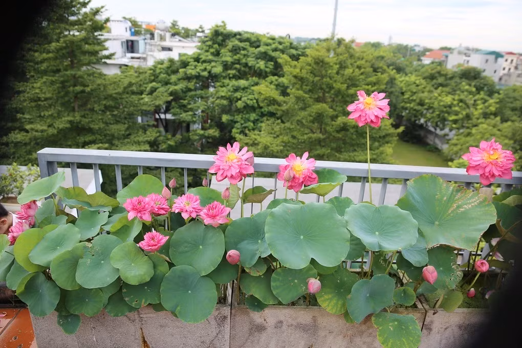 Có trên dưới 20 loại sen được chị Trang trồng trên sân thượng và ban công nhà mình, bao gồm cả các giống sen truyền thống lẫn sen ngoại. Các giống sen truyền thống gồm có Quan âm trắng, Quan âm hồng, Hoàng yến... Sen ngoại có nhiều giống màu đỏ như Bác trân hồng, Blood Drop, Red Flag, Red Phillips, Red Phoenix, Super Red, New Lanceolate... hoặc màu hồng xinh xắn như Jubawa, Supper Lotus, Phật âm, Pink Diamond, Pink Rose, Dragon Ball, Red Rosy, Vạn thọ hồng, S1000, Z1000...