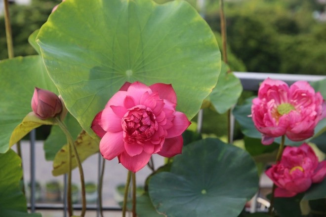 Trồng sen trên sân thượng rất công phu. Ngoài việc chọn giống sen phù hợp và quy trình chăm sóc chuẩn, vấn đề chọn chậu và xử lý chống thấm cho chậu cũng được chị Trang vô cùng quan tâm.