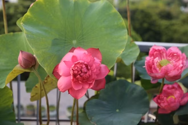 Trồng sen trên sân thượng rất công phu. Ngoài việc chọn giống sen phù hợp và quy trình chăm sóc chuẩn, vấn đề chọn chậu và xử lý chống thấm cho chậu cũng được chị Trang vô cùng quan tâm.