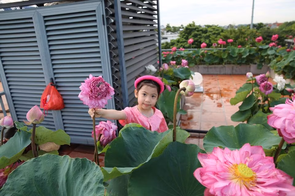 Do ngôi nhà đang ở tại quận Hoàng Mai, Hà Nội không có sân vườn đủ rộng để trồng hoa, chị khắc phục bằng cách trồng sen trên sân thượng và ban công.