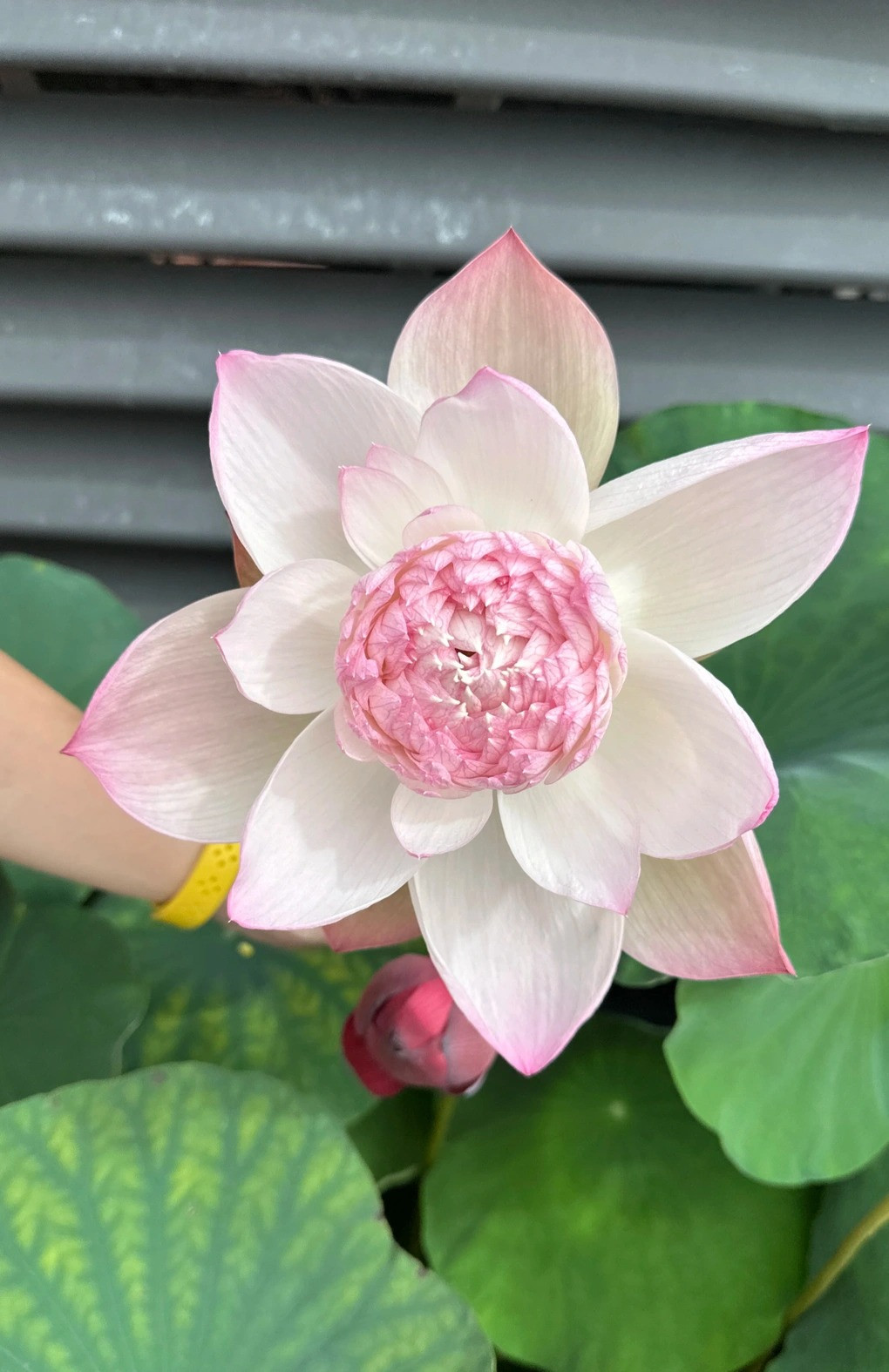 Ngoài ra còn có các giống sen màu trắng hoặc xanh cốm rất thanh khiết như Trắng hoàng kim, White Peony, New Bracero, Green Cloud...