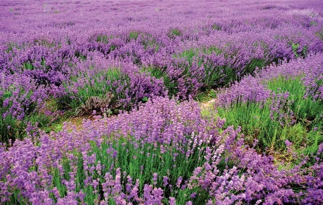 Trước đây, Tân Cương còn được gọi là Tây Vực, sau đó mới đổi tên thành Tân Cương vào cuối thời nhà Thanh. Nếu bạn muốn ngắm những cánh đồng oải hương xinh đẹp như này mà không cần phải sang châu Âu thì Tân Cương là một địa điểm lý tưởng.