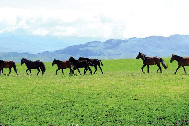 Nhiều người nói đùa, với địa hình thảo nguyên rộng lớn, nếu làm shipper, bạn có lẽ sẽ phải ngồi ngựa để di chuyển.