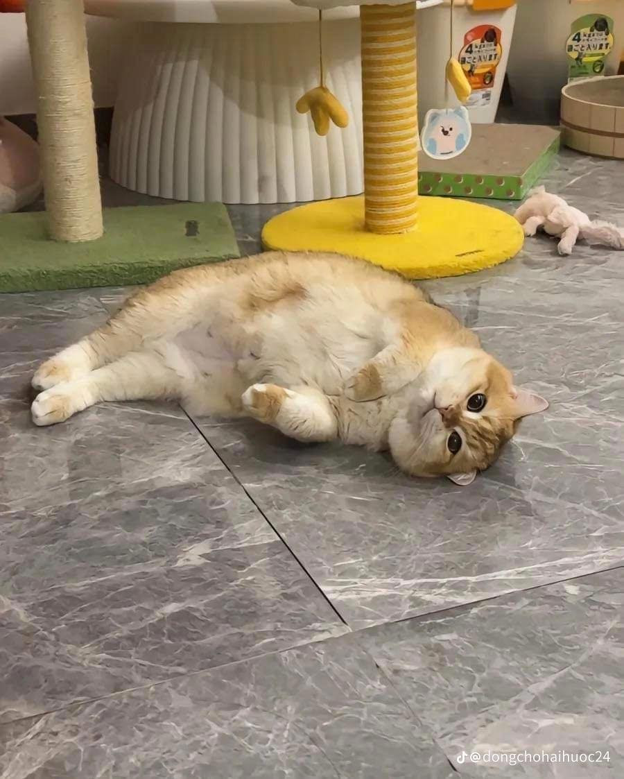 Ảnh gửi cho shop là một chú mèo béo dễ thương.