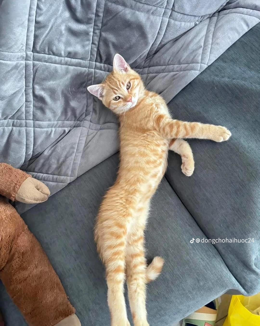 Gần đây trào lưu làm thú bông giống mèo cưng đang nở rộ