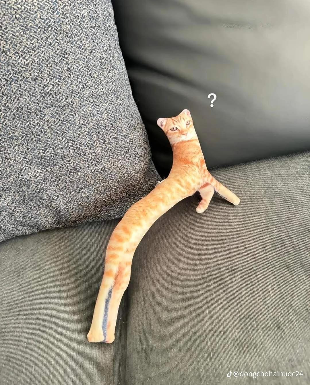 Nên rất nhiều người yêu chó mèo đã hưởng ứng theo.