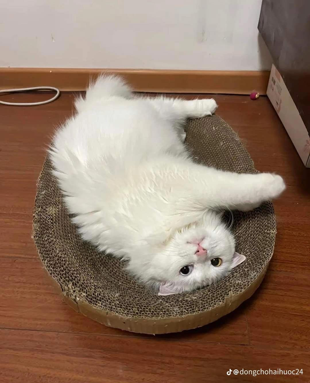 Nhiều người đã bình luận: "dịch vụ này ở đâu vậy, tôi cũng muốn làm cho pet nhà mình", "nhìn ôn con nhà tui đã thấy tăng xông rồi, làm thú bông hình nó nữa chắc tui ngất xỉu ngày ngày quá".