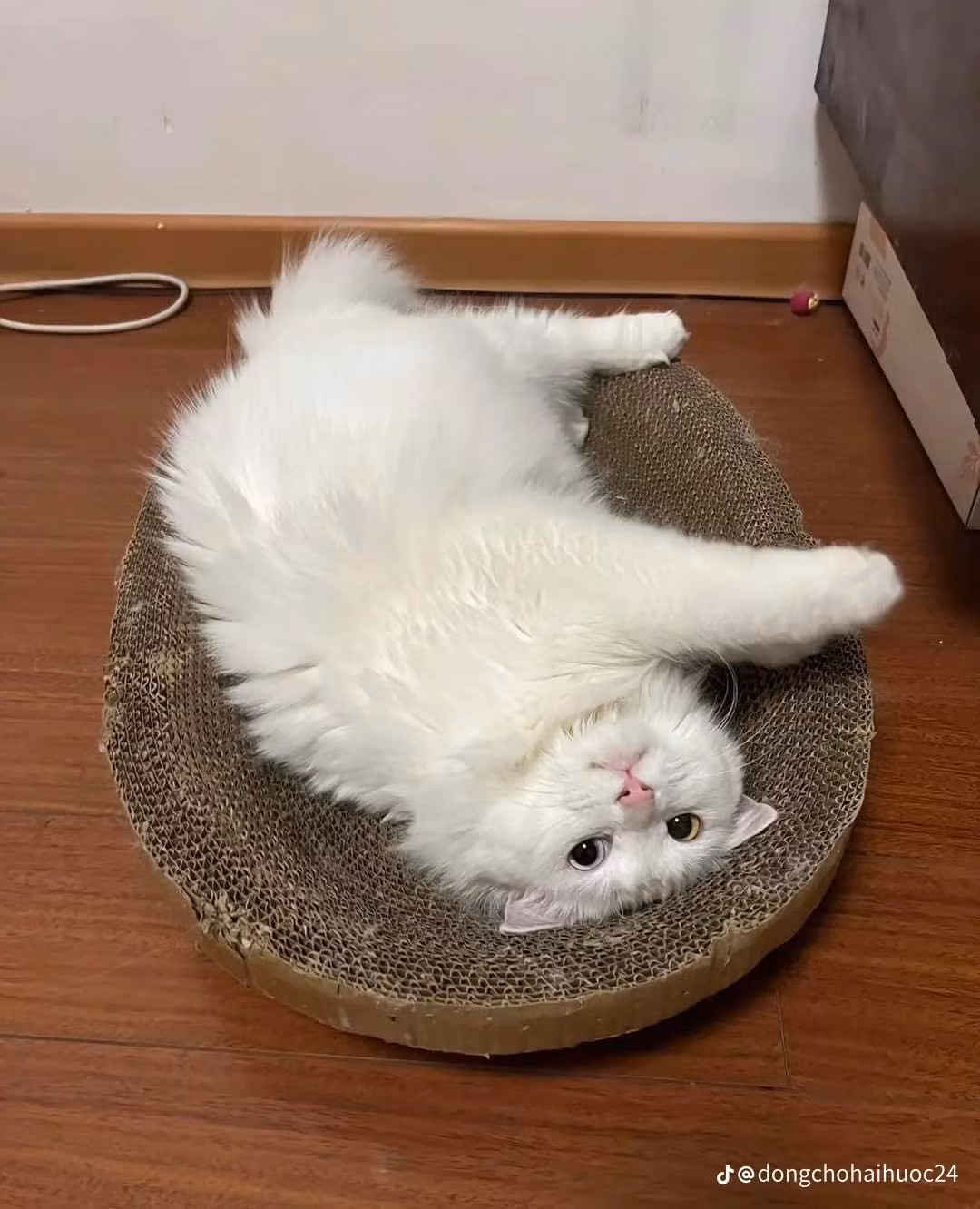 Nhiều người đã bình luận: "dịch vụ này ở đâu vậy, tôi cũng muốn làm cho pet nhà mình", "nhìn ôn con nhà tui đã thấy tăng xông rồi, làm thú bông hình nó nữa chắc tui ngất xỉu ngày ngày quá".