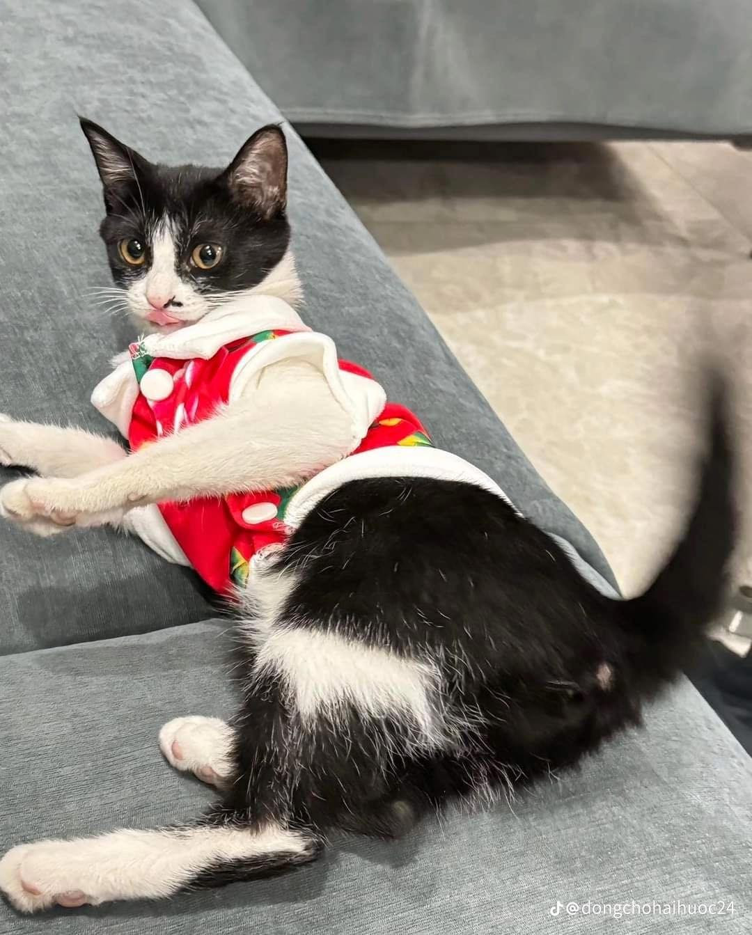 Một chú mèo mướp với vẻ mặt đánh giá.