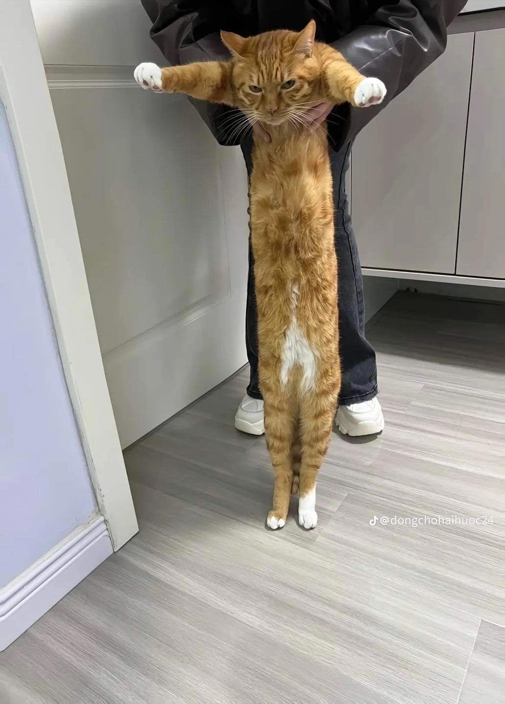 Tấm hình gốc vốn đã buồn cười