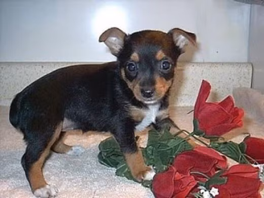 Torkie là giống chó lai giữa hai giống Toy Fox Terrier và Yorkshire Terrier. Không giống như dòng chó Pom Terrier, Torkie có vẻ không năng động bằng. Torkie cũng có trọng lượng cơ thể trung bình chỉ hơn 2kg.